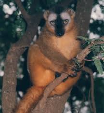 Eulemur fulvus rufus