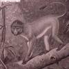 Javan Surili (Presbytis