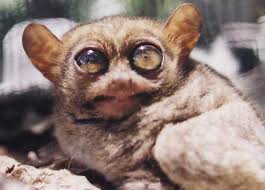 Philippine Tarsier (Tarsius