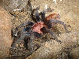 fasciatum from Veracruz,