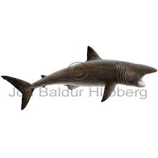 Shark - Cetorhinus maximus