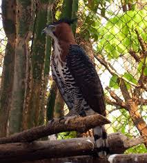 File:Spizaetus ornatus