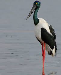 asiaticus) is a widespread