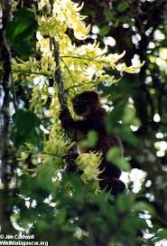 (Eulemur rubriventer)