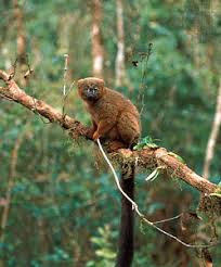 (Eulemur rubriventer) in