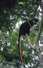 Cercopithecus ascanius