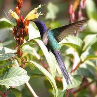 Swallow-tailed