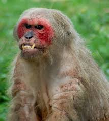 Macaque (Macaca arctoides)