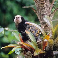 Callithrix geoffroyi