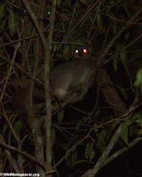 Lepilemur ruficaudatus