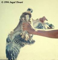 Bonelli's Eagle - Hieraaetus