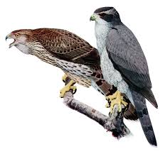 (Accipiter gentilis)