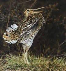 Snipe (Gallinago media) is