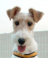 http://aolsearch.aol.co.uk/aol/redir?src=image&requestId=9a0b1c0a755ce125&clickedItemRank=17&userQuery=fox+terrier&clickedItemURN=imageDetails?invocationType=imageDetails&query=fox+terrier&img=http%3A%2F%2Fwww.cz-pes.cz%2Fatlas%2Ffox-terrier%2Ffox-terrier-02.jpg&site=&host=http%3A%2F%2Ffuzzybreeds.blogspot.com%2F2007%2F10%2Fpicture-from-httpwww_1996.html&width=99&height=120&thumbUrl=http%3A%2F%2Fimages-partners-tbn.google.com%2Fimages%3Fq%3Dtbn%3ALk95G49bMXzocM%3Awww.cz-pes.cz%2Fatlas%2Ffox-terrier%2Ffox-terrier-02.jpg&b=image%3Fquery%3Dfox%2Bterrier%26restrict%3Dwholeweb%26isinit%3Dtrue%26avtype%3D%26invocationType%3Dhf_talktalk_cl_ws_platinum&moduleId=image_results.jsp.M&obUrl=imageDetails?invocationType=imageDetails&query=fox+terrier&img=http%3A%2F%2Fwww.cz-pes.cz%2Fatlas%2Ffox-terrier%2Ffox-terrier-02.jpg&site=&host=http%3A%2F%2Ffuzzybreeds.blogspot.com%2F2007%2F10%2Fpicture-from-httpwww_1996.html&width=99&height=120&thumbUrl=http%3A%2F%2Fimages-partners-tbn.google.com%2Fimages%3Fq%3Dtbn%3ALk95G49bMXzocM%3Awww.cz-pes.cz%2Fatlas%2Ffox-terrier%2Ffox-terrier-02.jpg&b=image%3Ffox%2Bterrier&clickedItemDescription=Image Results