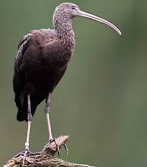 (Plegadis falcinellus) is