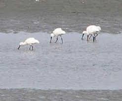 Platalea minor (monotypic)