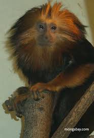 Golden-headed