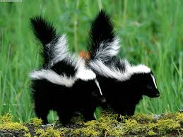 Ask a Vet: Homemade Recipe for Skunk ...