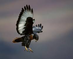 Buteo rufofuscus,
