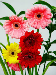 las flores masculinas.