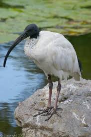 (Threskiornis molucca)