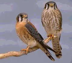 Falco sparverius