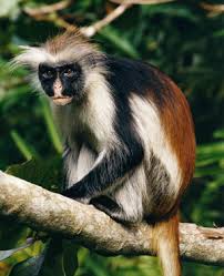 monkey (Procolobus kirkii)