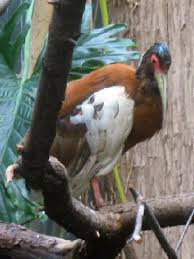 Lophotibis cristata 00.jpg