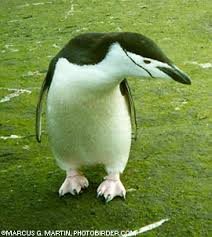 Pygoscelis antarctica