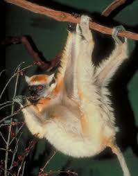 Propithecus tattersalli