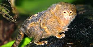 (Callithrix pygmaea)