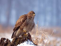 File:Buteo buteo 1 (Lukasz