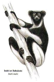 Indri indri