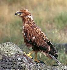 Buteo rufinus Long-legged