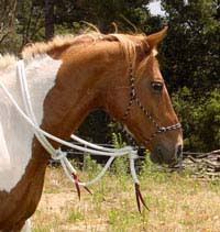 Hackamore 