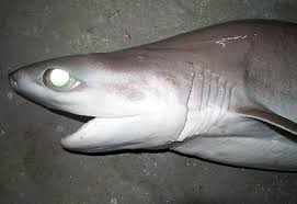 Bigeye sixgill shark head