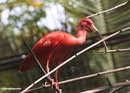 Scarlet ibis (Eudocimus ruber)