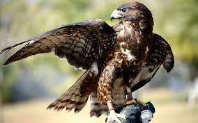 Buteo brachyurus Foto