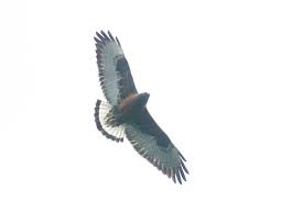 Hawk (Buteo polyosoma)