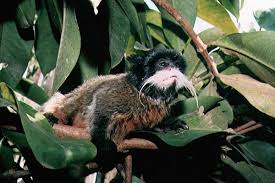 Saguinus imperator imperator