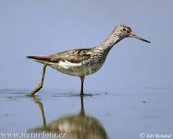 Tringa nebularia
