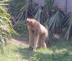 name: Hylobates concolor