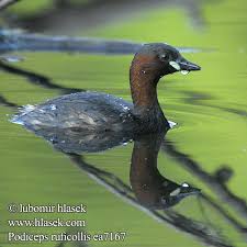 Tachybaptus ruficollis