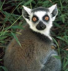 Know Your Primate: Lemur catta