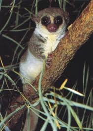 Cheirogaleus medius