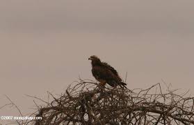 (Circaetus pectoralis)
