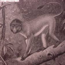 (Presbytis comata) - Wiki