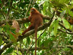 (Presbytis rubicunda),