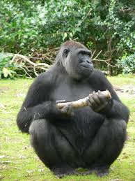 File:Gorilla gorilla