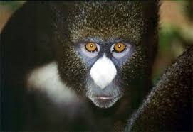 (Cercopithecus nictitans)